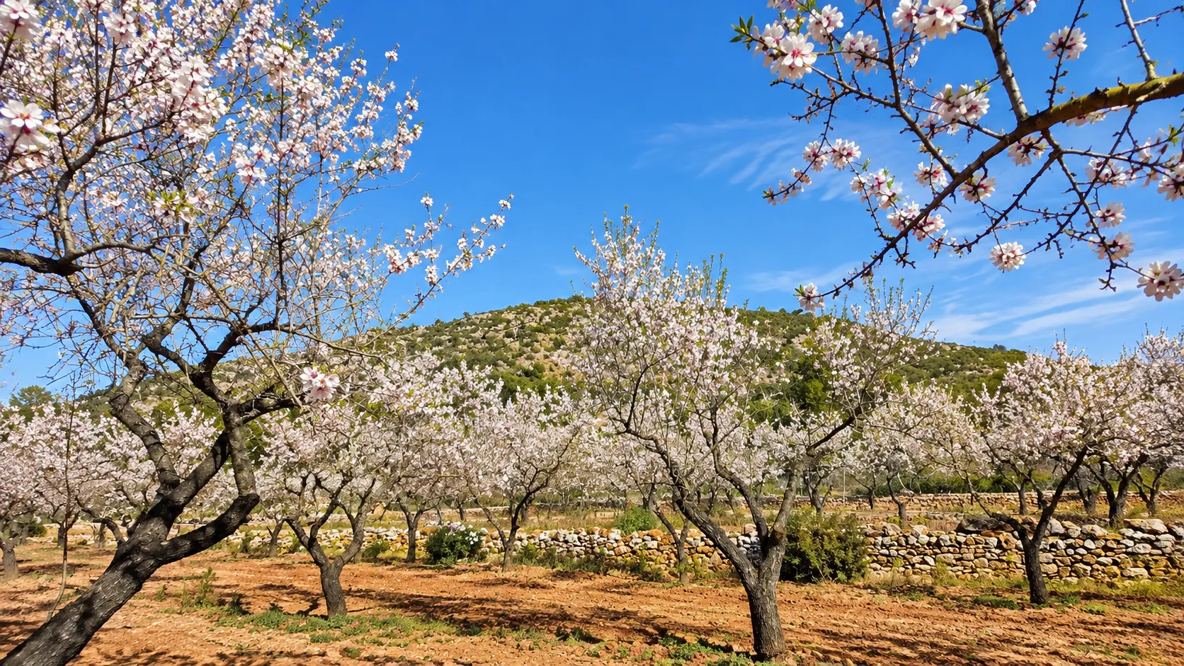 Almendros en flor bajo un cielo azul