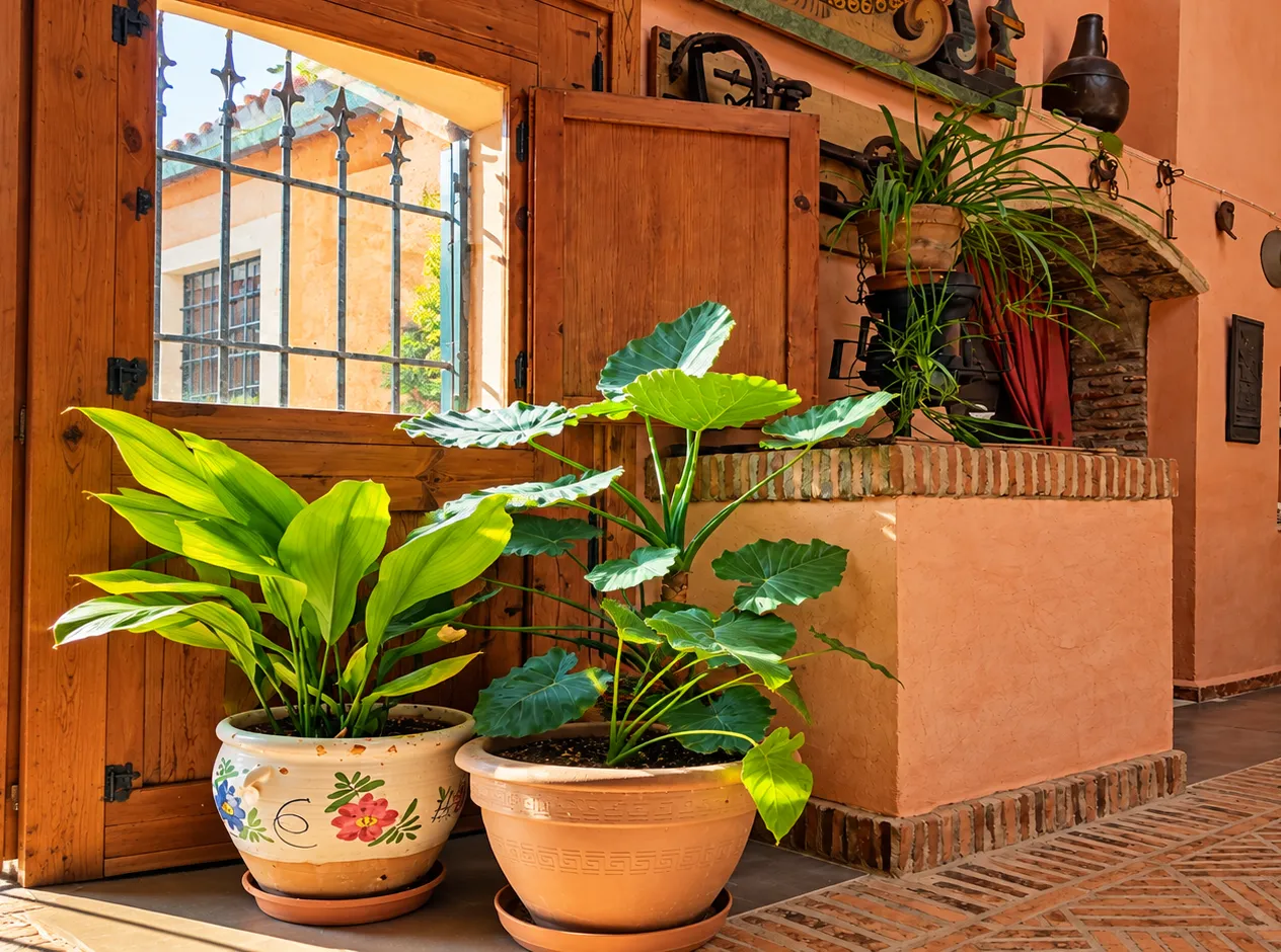 Rincón con macetas y ventana de madera bañado por el sol